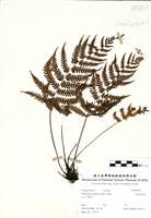 藏品(栗柄金星蕨)的圖片